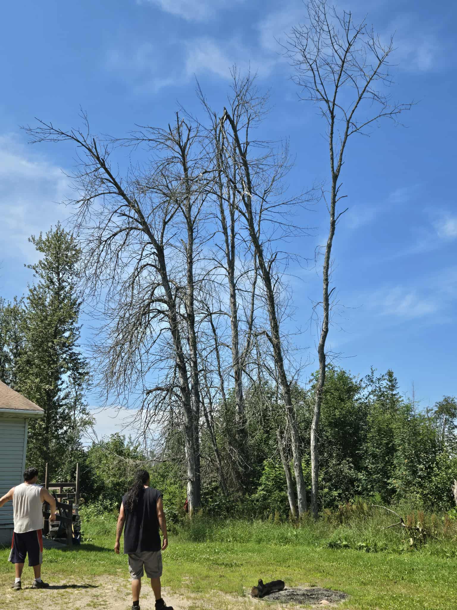 Tree Removal