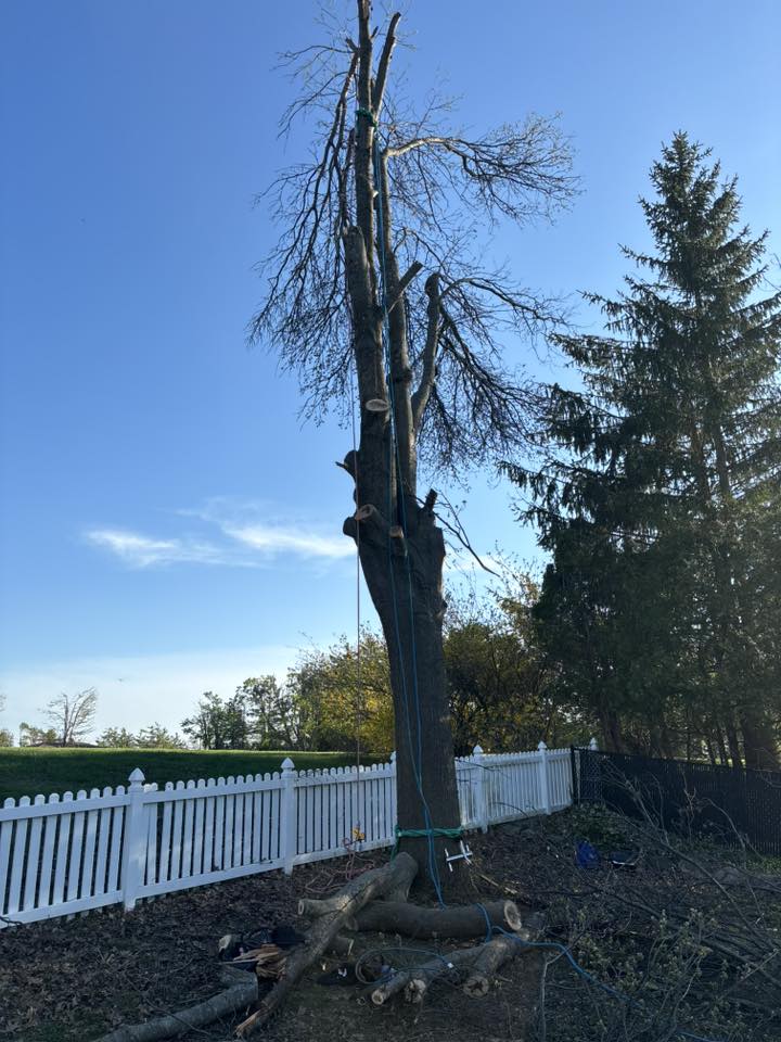 Tree Removal